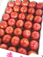 若松トマト1
